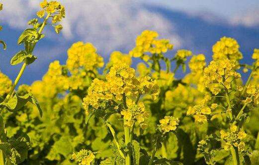 油菜花,别名芸薹(yun tai,拉丁文名brassica campestris,原产地在