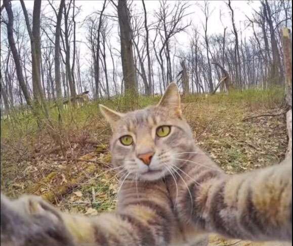 抖音猫自拍图片大全 猫咪自拍头像高清
