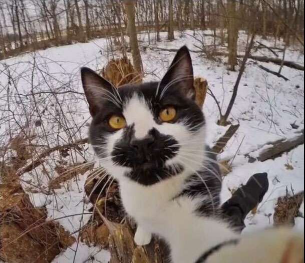 抖音猫自拍图片大全 猫咪自拍头像高清