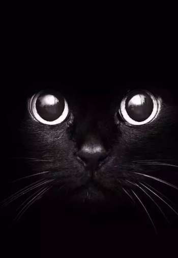 抖音很火的黑猫壁纸高清图片 这只猫真帅啊