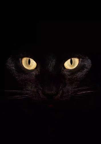 抖音很火的黑猫壁纸高清图片 这只猫真帅啊