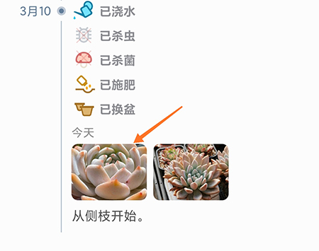 多肉成长记中如何进行对比 进行对比方法介绍
